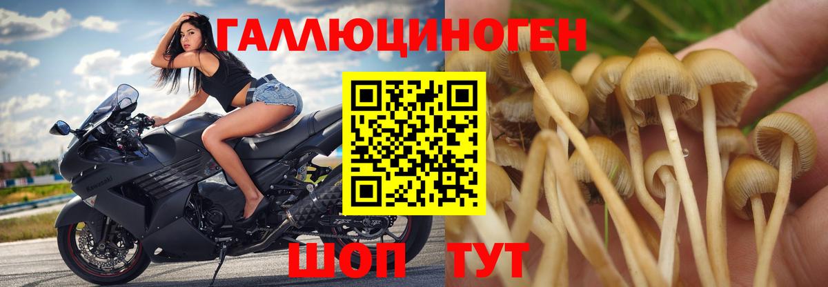 Псилоцибиновые грибы Psilocybe  Вход с VPN  Заволжье  Псилоцибиновые грибы Psilocybine cubensis 